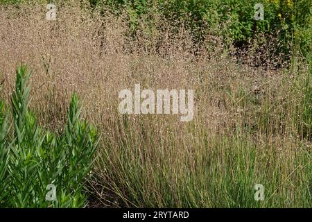 Briza media, Quaking-grass Banque D'Images