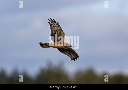 Harrier de poules en vol Banque D'Images