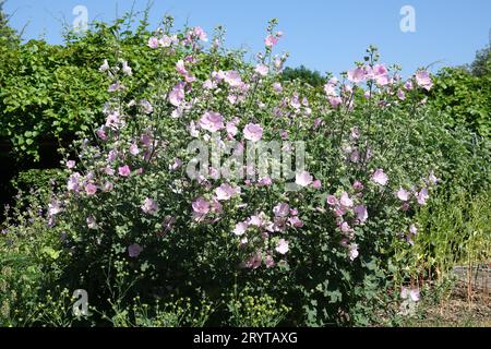 Lavatera thuringiaca, mauve des arbres de jardin Banque D'Images