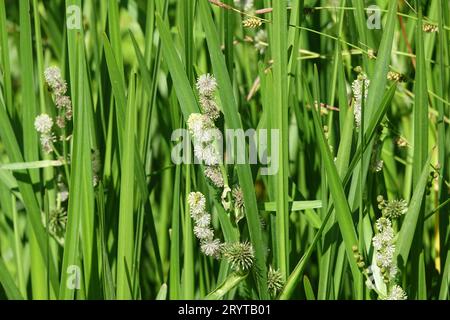 Sparganium erectum, bure-roseau simplétème Banque D'Images