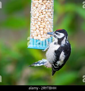 Un grand pic-bois juvénile sur une mangeoire à oiseaux Banque D'Images