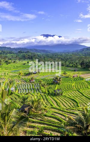 Rizières dans la vallée de Sidemen avec le mont Agung en arrière-plan, Bali, Indonésie Banque D'Images