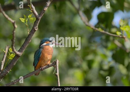 Jeune martin-pêcheur eurasien, portrait d'art (Alcedo atthis) Banque D'Images