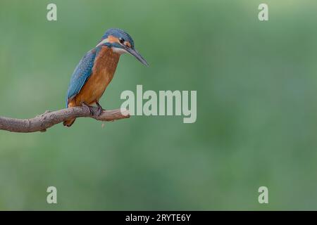 Jeune martin-pêcheur eurasien, portrait d'art (Alcedo atthis) Banque D'Images