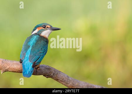 Jeune martin-pêcheur eurasien mâle (Alcedo atthis) Banque D'Images