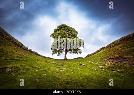 Arbre Sycamore Gap, à côté du mur d'Hadrien, pris l'été 2023 Banque D'Images