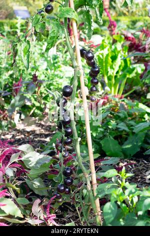 Vue verticale des tomates noires jalonnées Indigo Rose poussant dans le potager de septembre au Horniman Museum Gardens à Londres Angleterre Royaume-Uni KATHY DEWITT Banque D'Images