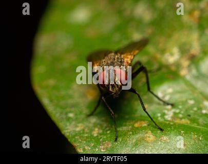 Macro photo de House Fly reposant sur une feuille verte Banque D'Images