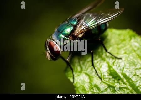 mouche de bouteille reposant sur une feuille verte Banque D'Images