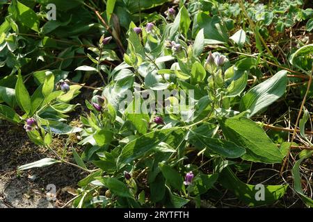 Clematis hirsutissima, clématite poilue Banque D'Images