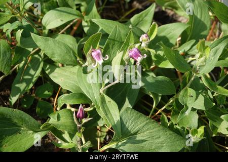 Clematis hirsutissima, clématite poilue Banque D'Images