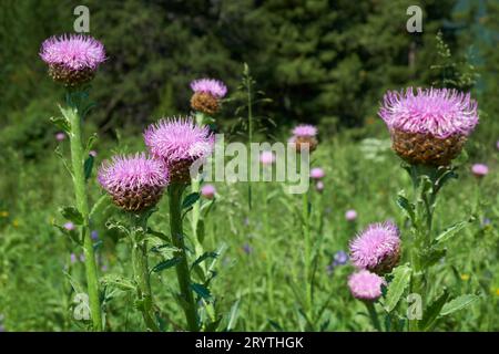 Leuzea carthamoides, connue sous le nom de racine marale ou Rhaponticum en milieu naturel subalpin. Banque D'Images