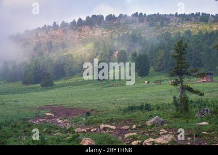 Brouillard matinal dans les montagnes. ferme d'élevage est sous la montagne. Banque D'Images