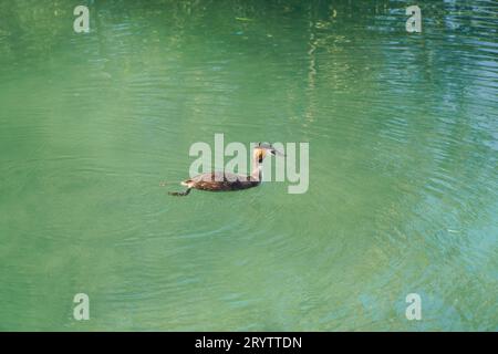 Grand-crête grèbe (Podiceps cristatus) adulte sur les eaux claires du lac Iseo Sarnico Italie. Septembre 2023. Banque D'Images
