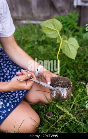 Jeune paulownia vert. Culture d'arbres à fleurs par un jardinier à l'échelle industrielle. Processus d'atterrissage Banque D'Images