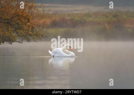 Un cygne blanc glisse paisiblement sur un lac brumeux entouré de feuilles jaunes vibrantes Banque D'Images