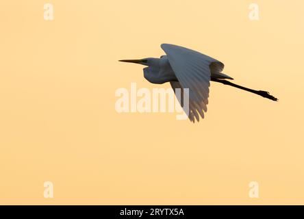 Une Grande Egret blanche (Ardea alba) en vol au lever du soleil, Hickling Broad, Norfolk Banque D'Images