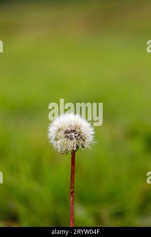 Faites un vœu ; tête de graines de pissenlit, Taraxacum Banque D'Images