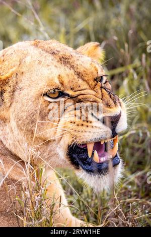 Portrait d'une lionne. Lion en Afrique, Safari, savane du parc national de Tsavo au Kenya Banque D'Images