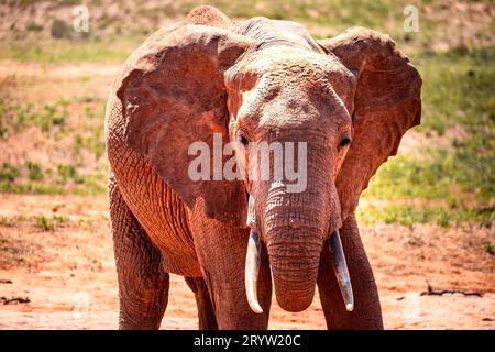 Éléphant au Kenya. Safari dans le parc national de Tsavo. Les éléphants rouges dans la nature. Afrique Banque D'Images