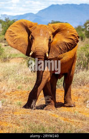 Éléphant au Kenya. Safari dans le parc national de Tsavo. Les éléphants rouges dans la nature. Afrique Banque D'Images