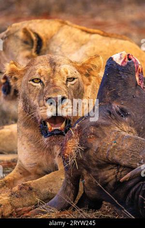 Le lion tue le buffle d'eau au Kenya, en Afrique. Petit déjeuner d'un lion, safari soif de sang à Tsavo National Banque D'Images