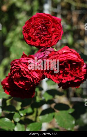 roses rouge vif dans le jardin d'automne Banque D'Images