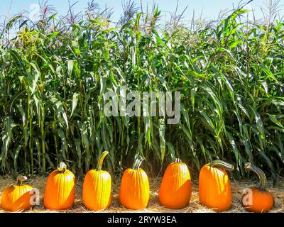 Citrouilles exposées devant les tiges de maïs Banque D'Images