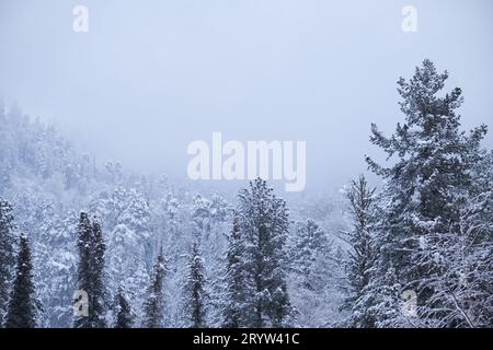 Forêt de taïga d'hiver sous la neige abondante sur la rive du lac Teletskoe. Artybash, Altaï. Banque D'Images