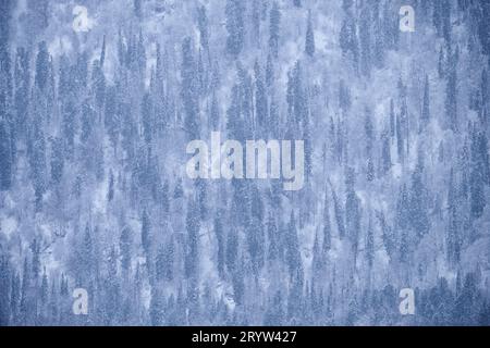 Forêt de taïga d'hiver sous la neige abondante sur la rive du lac Teletskoe. Iogach, Altaï Banque D'Images