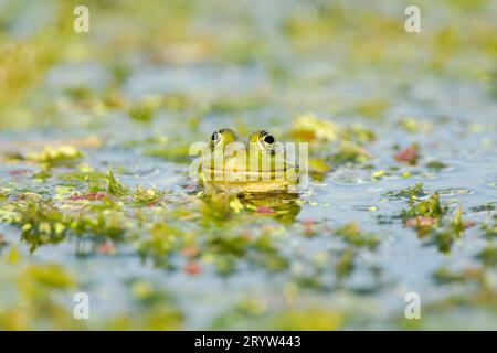 Grenouille des marais (Pelophylax ridibundus) (anciennement Rana ridibunda) vue dans le delta du Danube complexe de lagunes d'eau parmi la végétation Banque D'Images