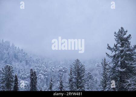 Forêt de taïga d'hiver sous la neige abondante sur la rive du lac Teletskoe. Artybash, Altaï. Banque D'Images