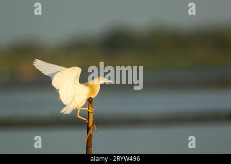 Squacco Heron (Ardeola ralloides) atterrissant sur un poteau dans la lumière chaude du soir dans le complexe de lagunes du delta du Danube Banque D'Images