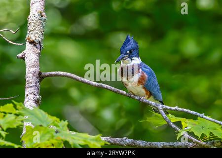 Le kingfisher avec ceinture (Megaceryle alcyon) Banque D'Images