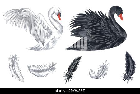 Illustration aquarelle de cygnes blancs et noirs. Plumes blanches et noires dessinées à la main isolées sur fond blanc. concept d'amour Banque D'Images