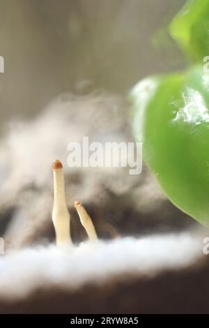 Un terrarium avec deux champignons poussant à l'intérieur. Banque D'Images