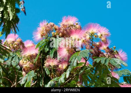 Italie, Ligurie, fleurs roses d'Albizia Julibrissin, arbre de soie perse Banque D'Images