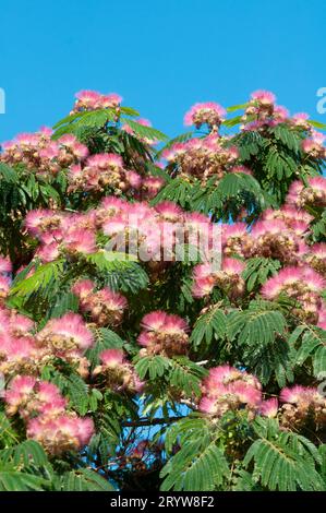 Italie, Ligurie, fleurs roses d'Albizia Julibrissin, arbre de soie perse Banque D'Images