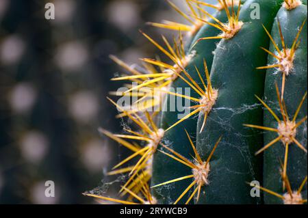 Les aiguilles d'un cactus vert succulent gros plan. texture détaillée lumineuse d'un gros plan de cactus, aiguilles de cactus sur un fond vert. Banque D'Images