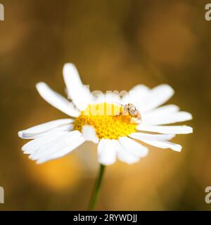 Larves d'insectes sur camomille Banque D'Images