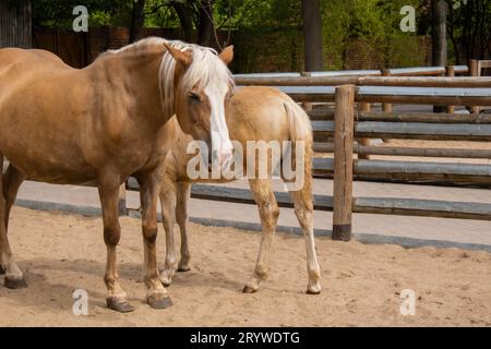 Petit cheval de couleur brune sur la cour arrière de la ferme. Animaux domestiques vivant herbivores à bout égal. Cheval ou poney se tient au milieu de Banque D'Images