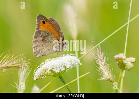 Prairie Brown (Maniola jurtina) sur fleur blanche Banque D'Images