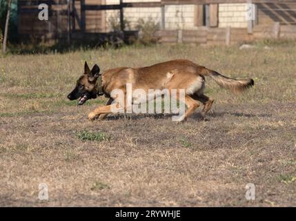 Le Berger Belge Malinois court et joue dans le parc. Joyeux chien Berger Malinois sur une promenade active. Le chien saute après le disque, sautant la plaque Banque D'Images