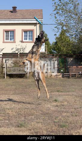 Le Berger Belge Malinois court et joue dans le parc. Joyeux chien Berger Malinois sur une promenade active. Le chien saute après le disque, sautant la plaque Banque D'Images