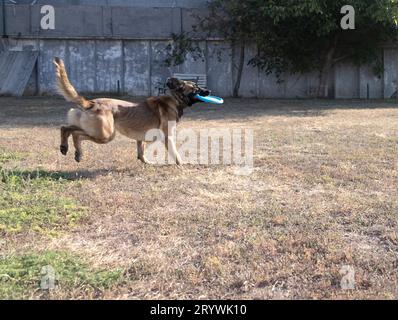 Le Berger Belge Malinois court et joue dans le parc. Joyeux chien Berger Malinois sur une promenade active. Le chien saute après le disque, sautant la plaque Banque D'Images