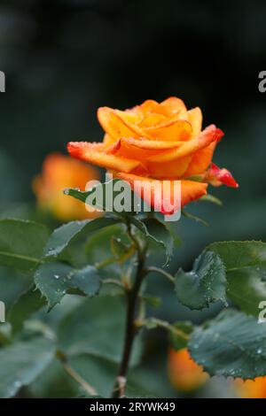 Roses orange vif en gouttes de pluie, gros plan. Fond floral. Banque D'Images