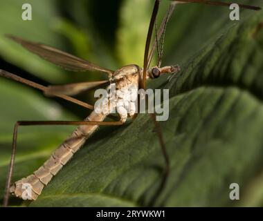 Male Crane-Fly Tipula paludosa Daddy longues jambes Close up Banque D'Images