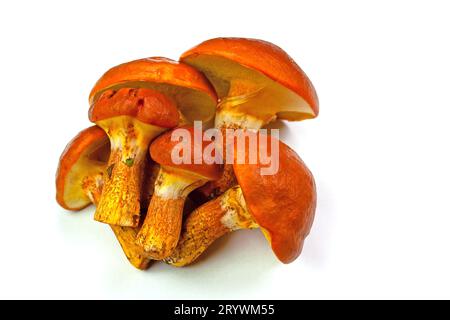 Bolete d'or, Suillus grevillei, devant fond blanc Banque D'Images