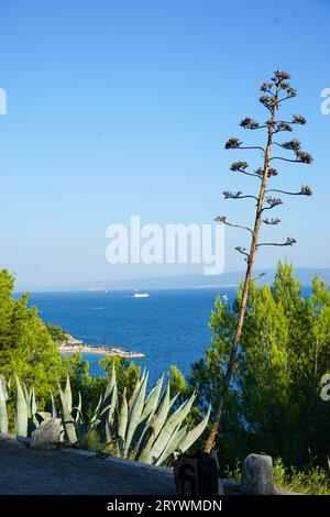 Vue ensoleillée sur la mer Adriatique depuis le parc forestier de Marjan avec une tige de fleur d'agave dans le premier plan à Split, Croatie Banque D'Images