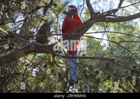 Crimson Rosella (Platycercus elegans) assis dans l'arbre manger une feuille dans les Blue Mountains en Nouvelle-Galles du Sud Australie - perroquet perché sur Tree Branch Banque D'Images